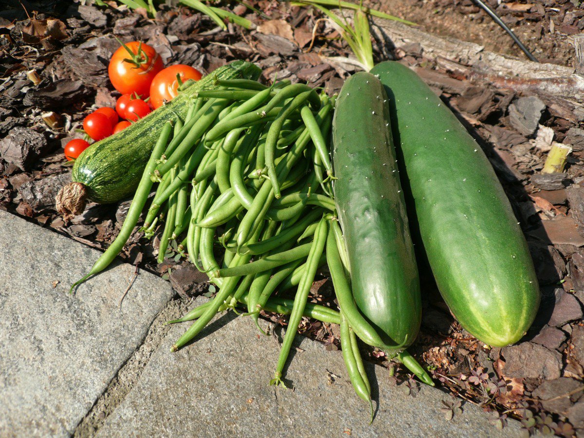 Haricots verts à la tomate