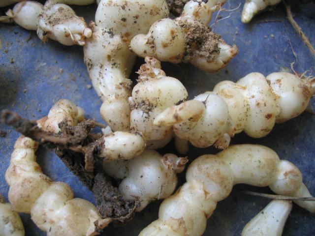 Crosnes orléanais