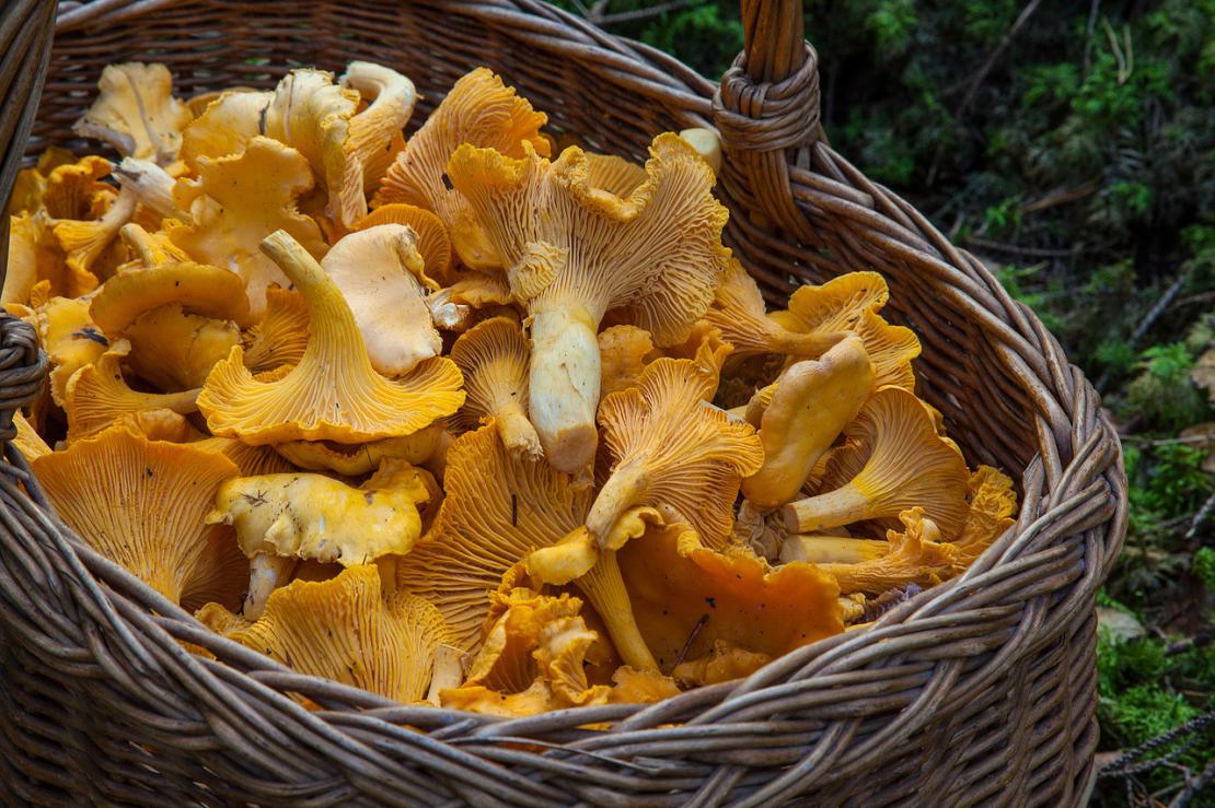 Girolles à la crème