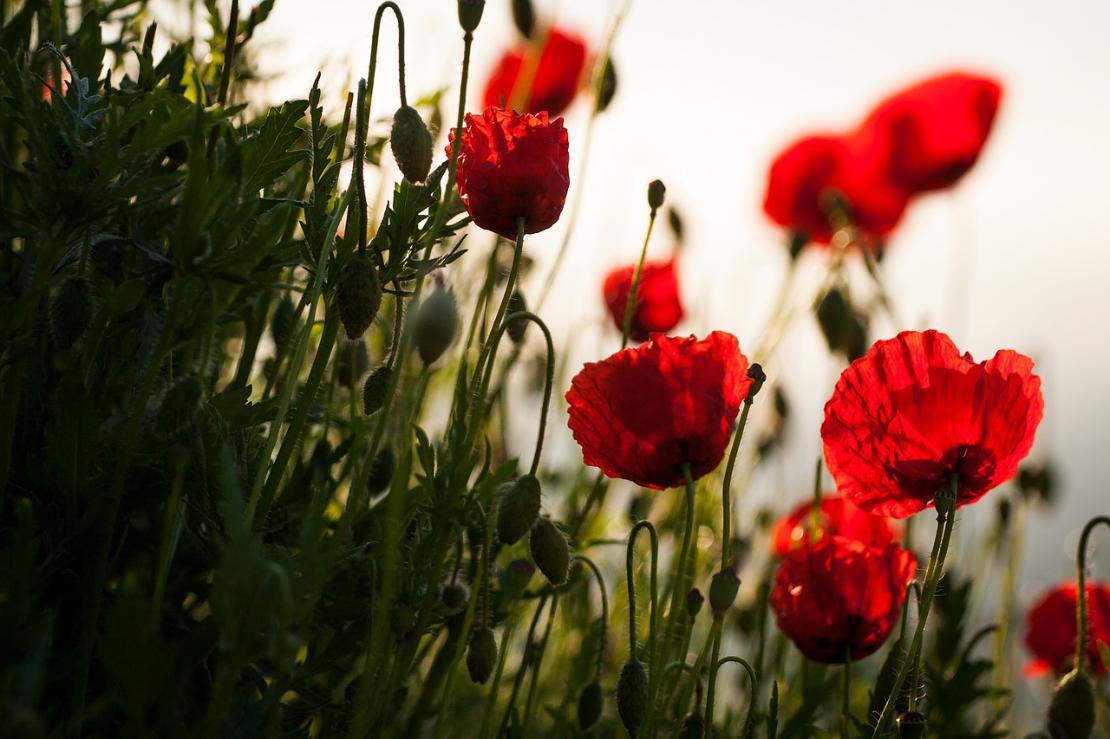 Liqueur de coquelicot