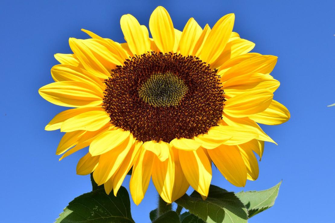 Pâté tournesol