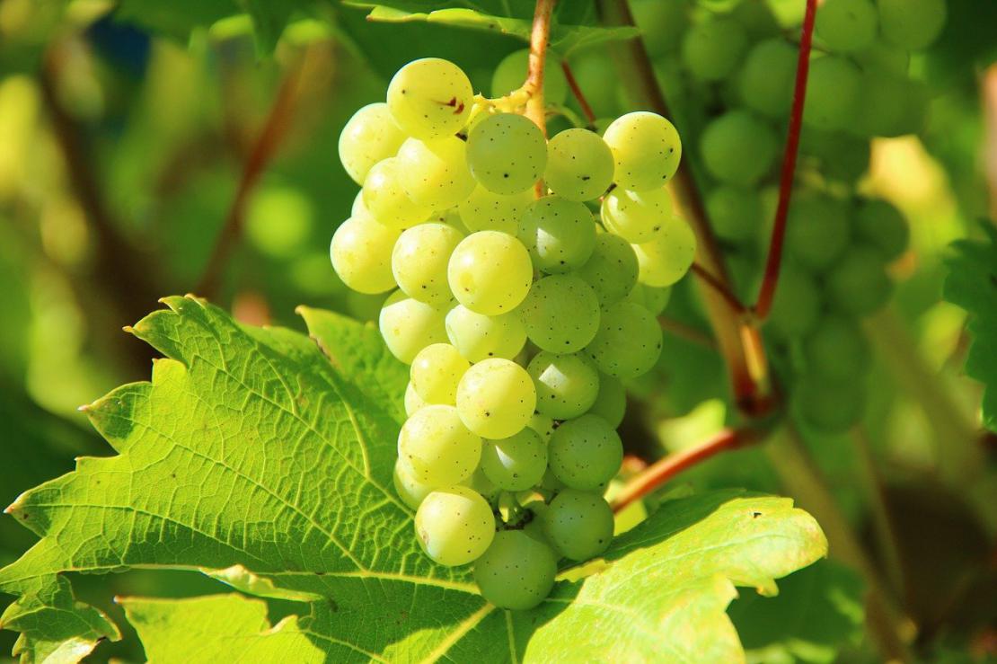 Salade du vigneron