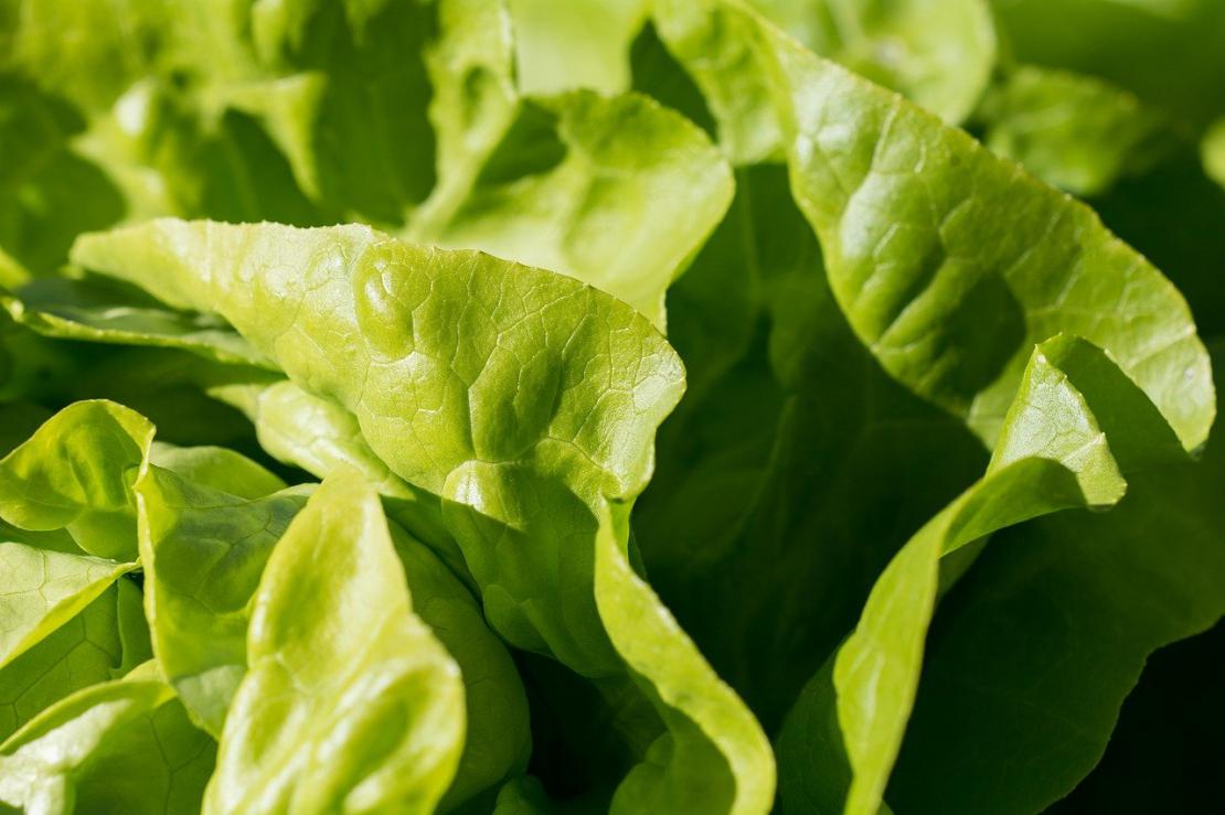 Salade verte aux radis