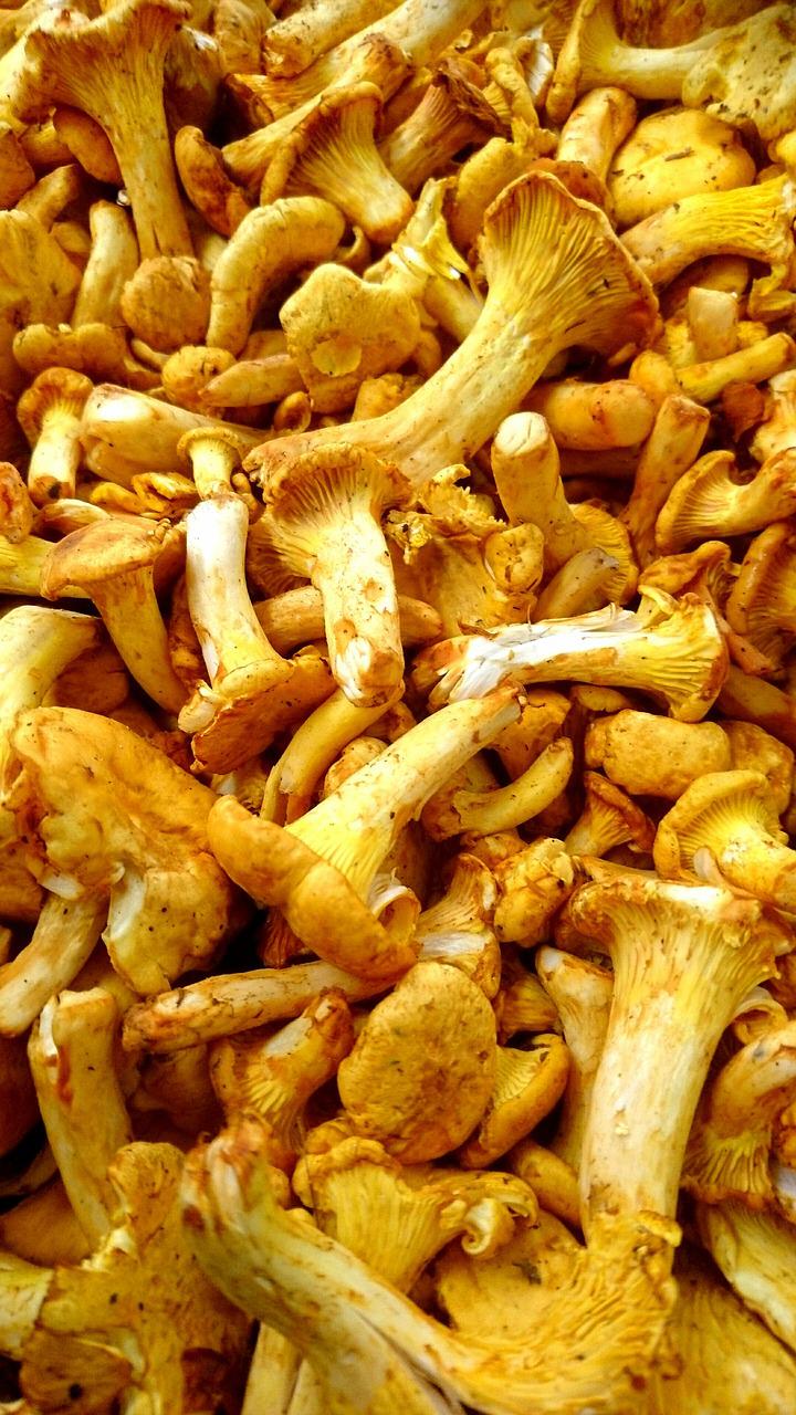 Velouté de girolles